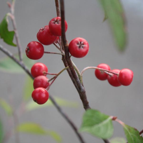 西洋カマツカ　9cmポット苗