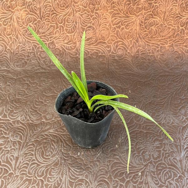 楽天市場】キンリョウヘン 花芽の通販 楽天市場】キンリョウヘン 花芽の通販