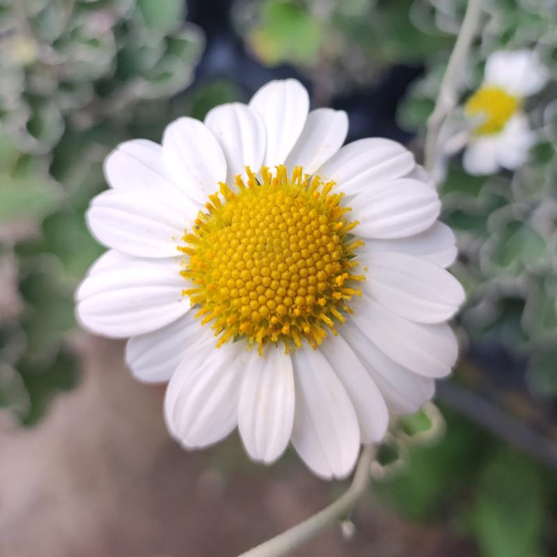 早咲きサツマノギク　9cmポット苗