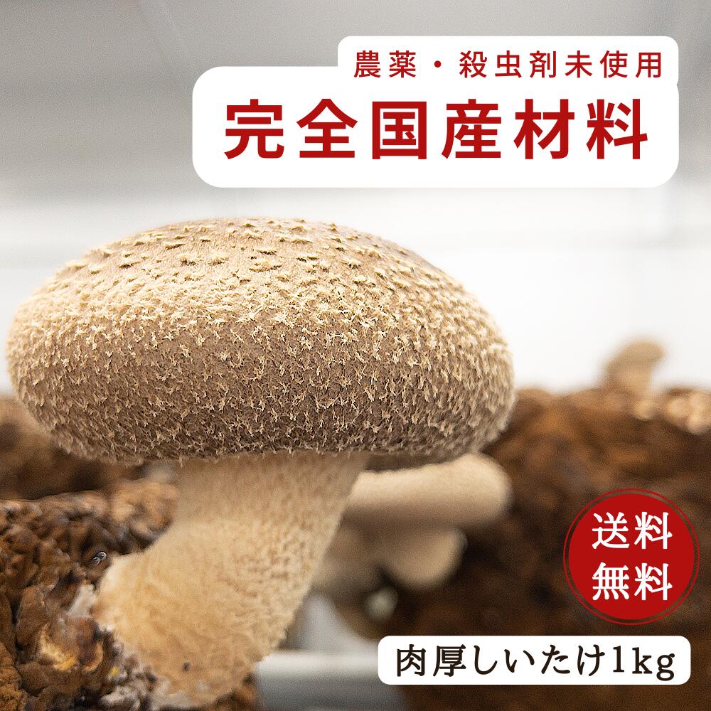 【全国乾椎茸品評会入賞】 清助どんこ 100g 肉厚 干ししいたけ 干し椎茸 シイタケ どんこ 原木栽培 原木乾しいたけ 乾しいたけ 乾物 出汁 だし 国産 老舗 椎茸専門店 上質 逸品 希少 静岡 産地直送 手土産 お取り寄せ 鍋 贈り物 ギフト プレゼント