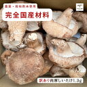 訳あり椎茸 農家直送 1.3kg 農家直送 安心安全 椎茸 しいたけ 農薬、殺虫剤未使用 訳あり きのこ 椎茸 肉厚 クール便発送 送料無料 国産 お得 生シイタケ 生椎茸 菌しいたけ 送料無料 徳島県産 やまのこ農園