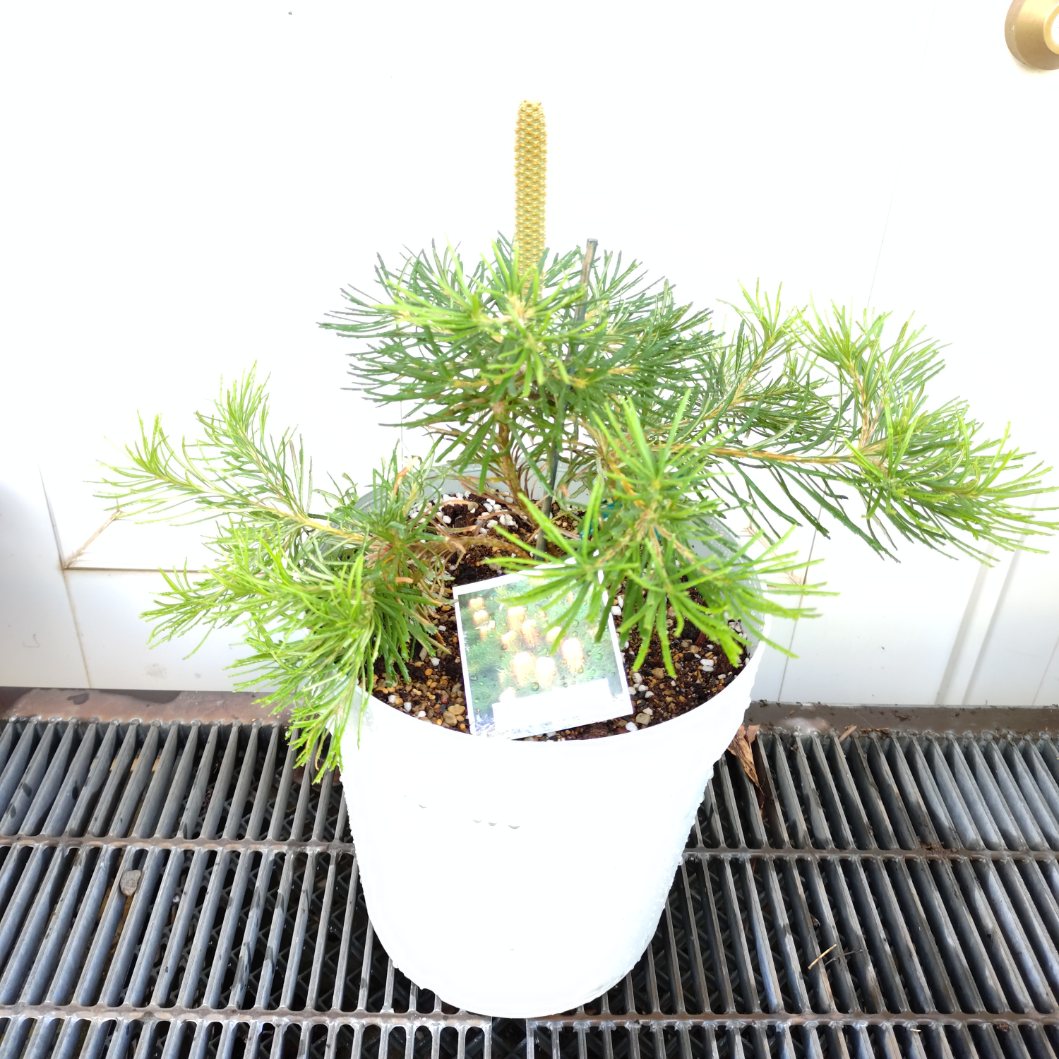 ネイティブプランツ　7号　大型　希少　オージープランツ　苗　珍しい　植木　植物