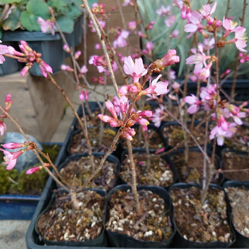 桜　オカメザクラ　苗木　シンボルツリー　記念樹　盆栽　和風庭園　春　四季　入学祝い　一重