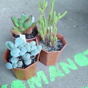 多肉植物【3個セット】寄せ植え おしゃれ 2.5号人気 観葉植物 ギフト 誕生日 かわいい インテリアグリーン インドアグリーン インテリア雑貨 インテリア 安...