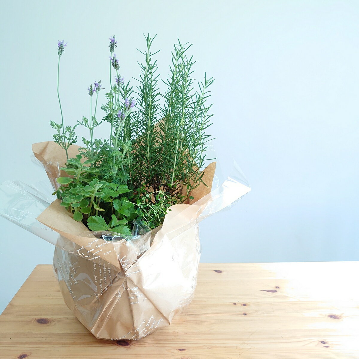 楽天市場】ハーブ 寄せ植え（種類（植物）ミント）の通販