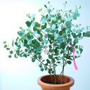 ユーカリ　ハートリーフ　ポポラス　オージープランツ　観葉植物　常緑　かわいい　おしゃれ　オージーガーデン　植木 シンボルツリー　中型　銀葉　人気　庭木　60cm