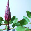 キングプロテア【リトルプリンス】3本立ち　珍しい　超希少　オージープランツ　ネイティブプランツ　植物　苗　40cm　ガーデニング　おしゃれ　かわいい　人気　国花