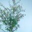 グレビリア　ハニージョー　珍しい　大型　ネイティブプランツ　観葉植物　7号 インテリア 庭木　シンボルツリー 玄関　店舗　ギフト　希少