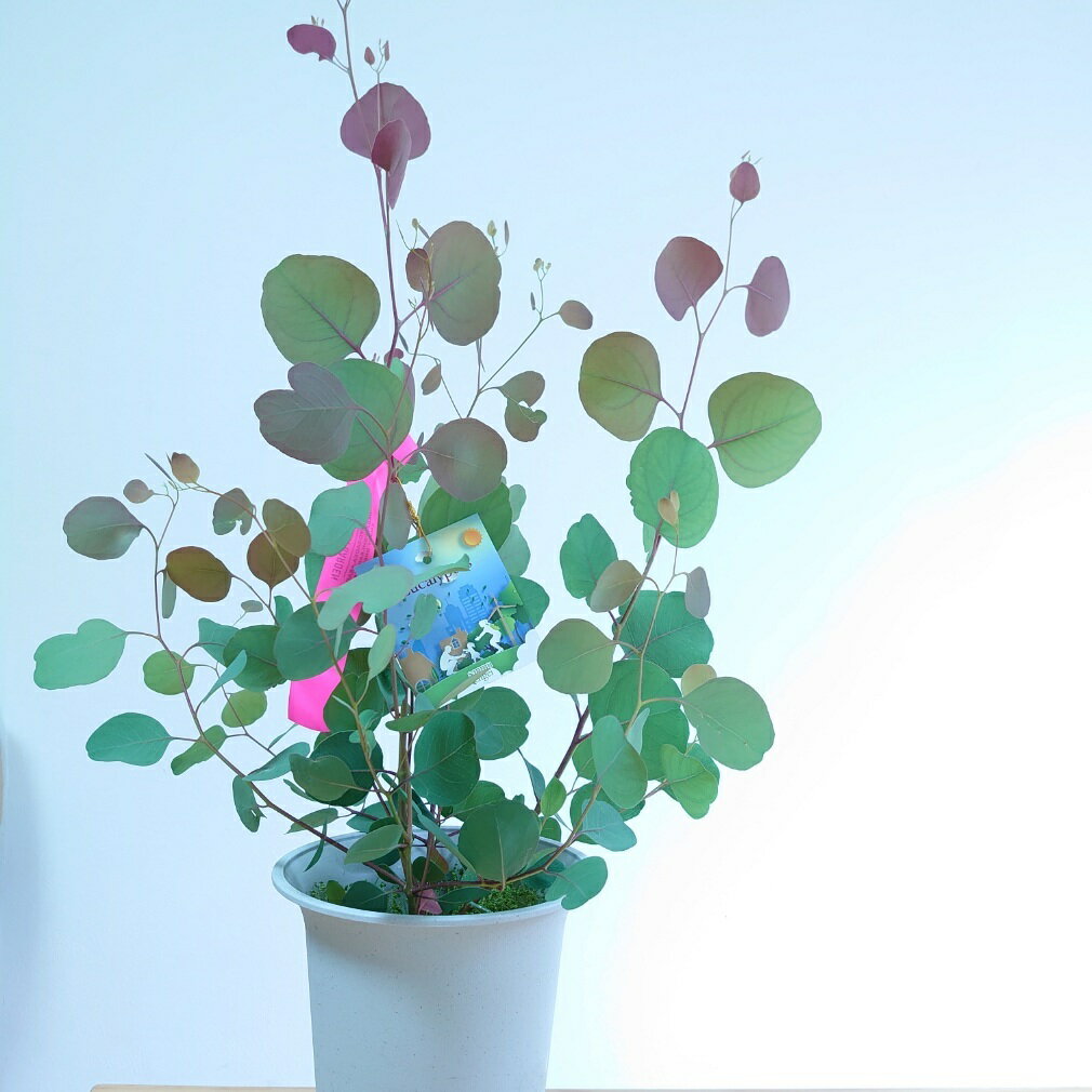 ユーカリポポラス　オージープランツ　観葉植物　常緑　かわいい　おしゃれ　オージーガーデン　植木 シンボルツリー　中型　銀葉　人気　庭木　70cmのサムネイル
