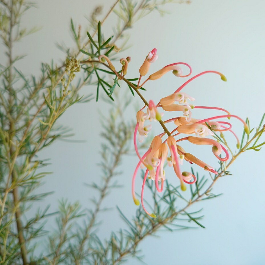 グレビレア　センパフローレンス　オージープランツ　5号　大苗　大株　オージーガーデン　50センチ　　希少　珍しい　　かわいいのサムネイル