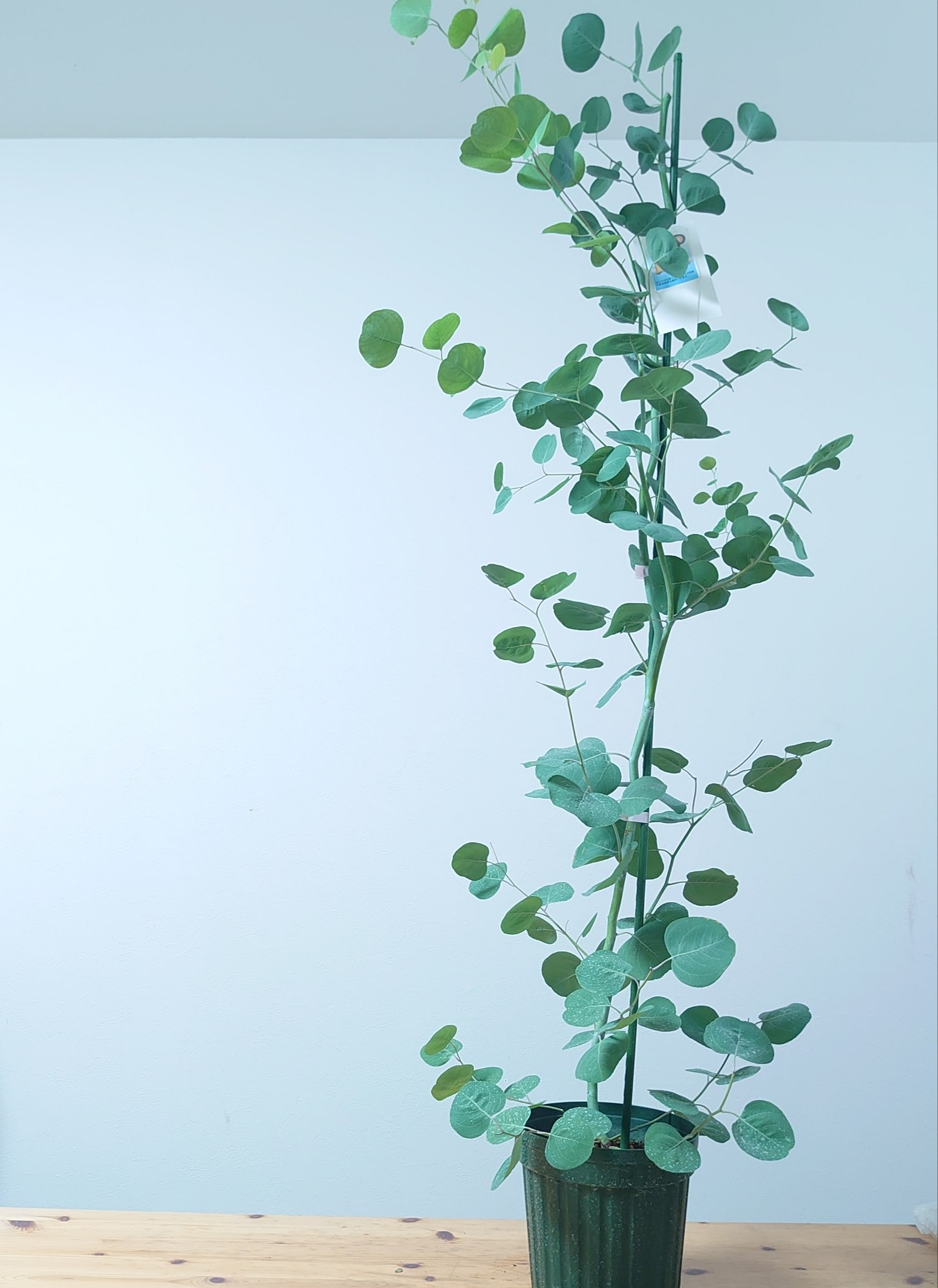 ユーカリ　ポポラス　120cm 苗木 植木 シンボルツリー 通販 大型 国産 常緑 高木　かわいい おしゃれ　..