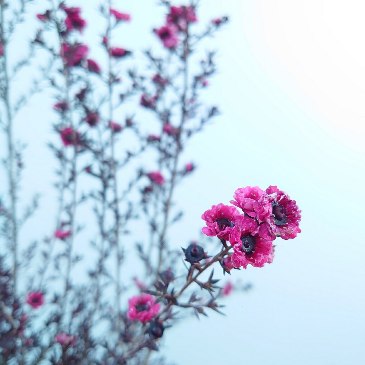 ギョリュウバイ　花　苗 人気 かわいい 玄関 エクステリア 植木 花木