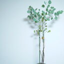 【訳あり】ユーカリ ポポラス 100cm 苗木 植木 シンボルツリー 通販 大型 国産 常緑 高木 かわいい おしゃれ 人気 切り花 ドライフラワー 庭木 植木