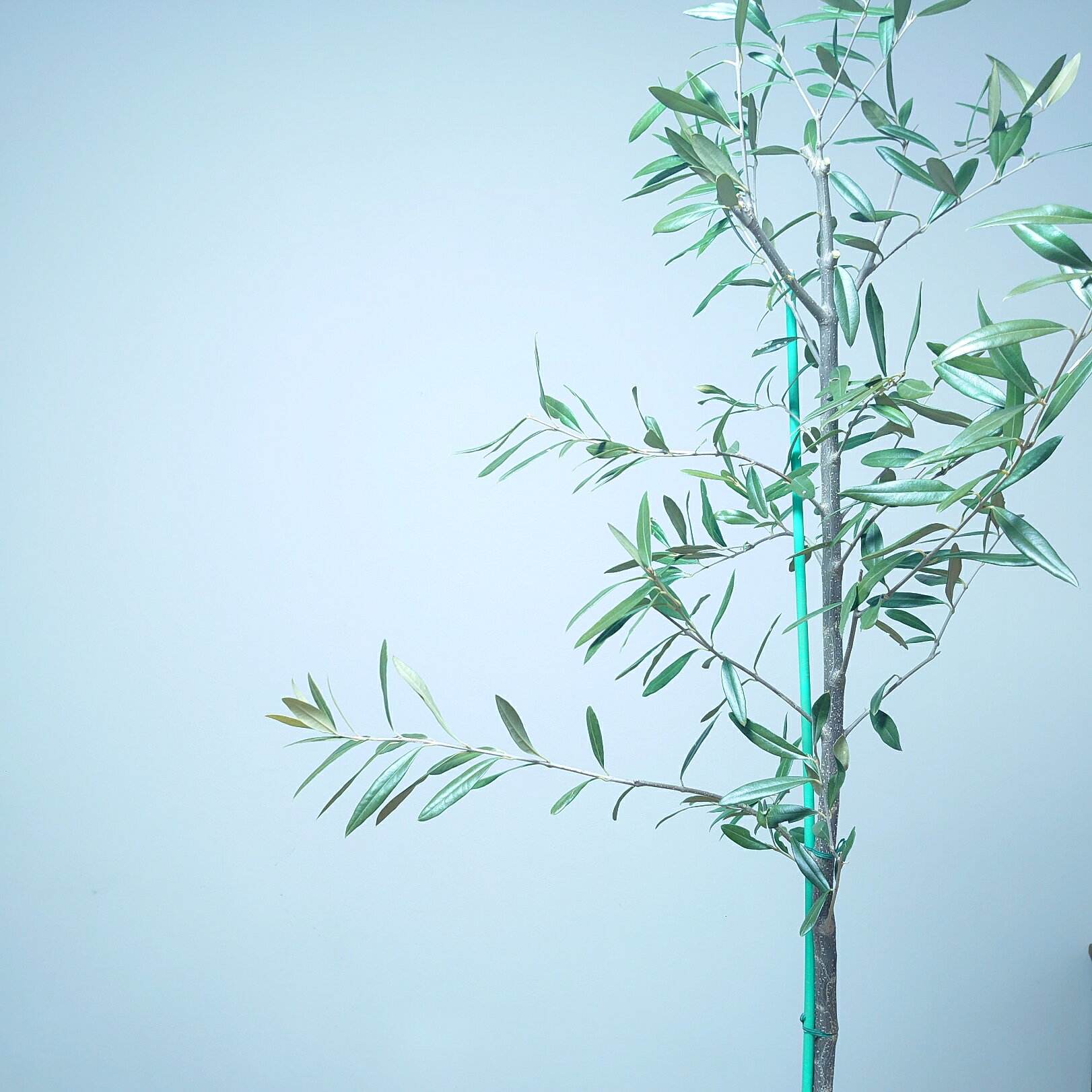 オリーブ バルコニー 110cm 苗木 植木 シンボルツリー 通販 大型 国産 常緑 高木　かわいい おしゃれ ..