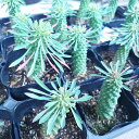 ユーホルビア 怪魔玉 サボテン 寄せ植え おしゃれ 3号 観葉植物 ギフト 誕生日 かわいい インテリアグリーン インドアグリーン インテリア雑貨 インテリア...