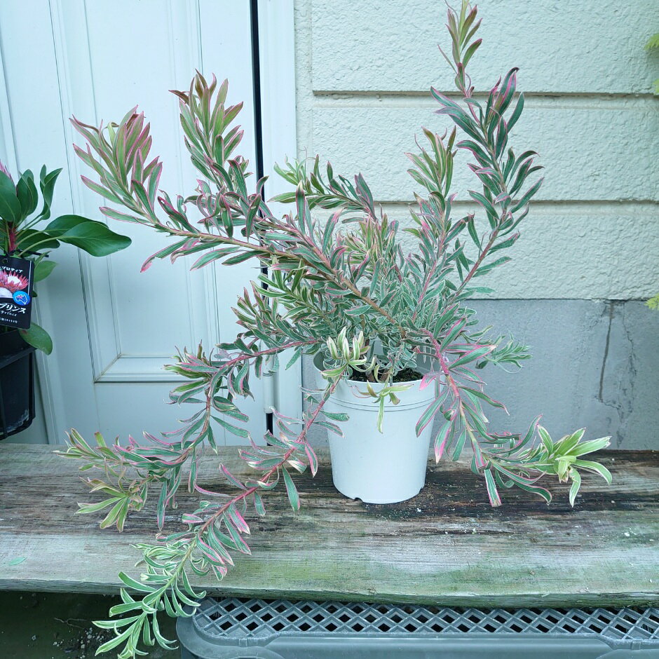 オージープランツ　リューカデンドロン【ジョリージョーカー】5号　ネイティブプランツ　グランドカバー　大株　苗　30センチ　ガーデニング　おしゃれ　かわいい　人気...