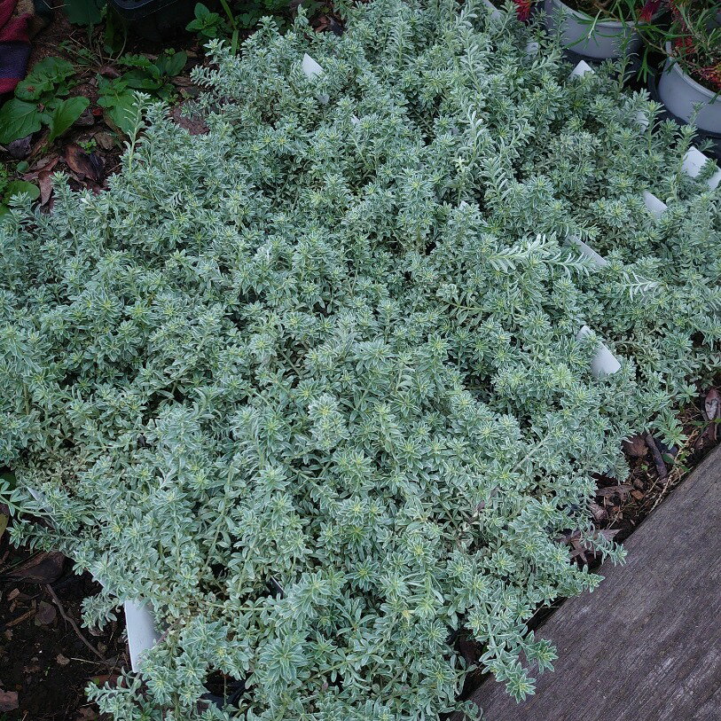 �������ȥ�󥮥����⡼�����ۥ磻�ȡ����3�桡�����ɥ��С����ġ��ϡ��֡��󤻿���������С��꡼�ա��������ȥ�ꥢ��������ޥ꡼���ɺ��𡡾������ڡ�10��20������������ǥ˥󥰡�������졡���襤�����͵�