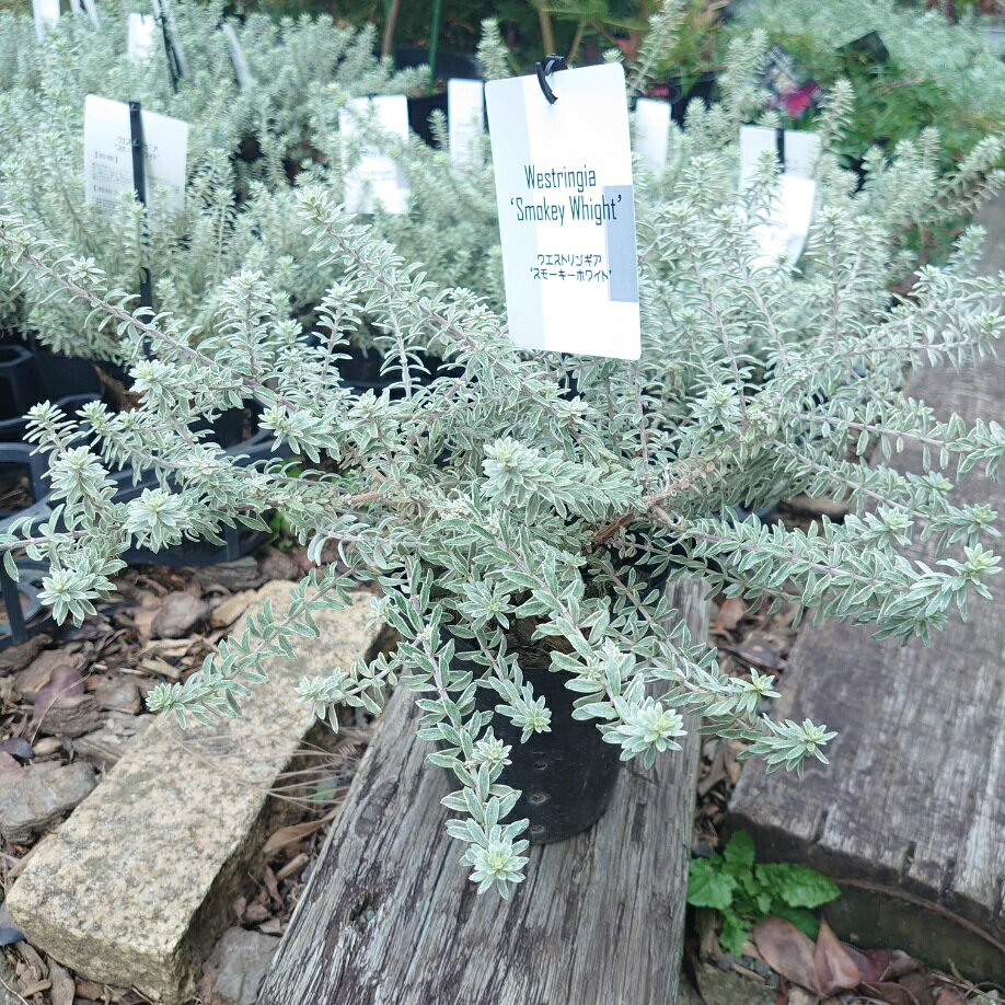 ウエストリンギアスモーキーホワイト【白】4号　グランドカバー　苗　ハーブ　寄せ植え　シルバーリー..