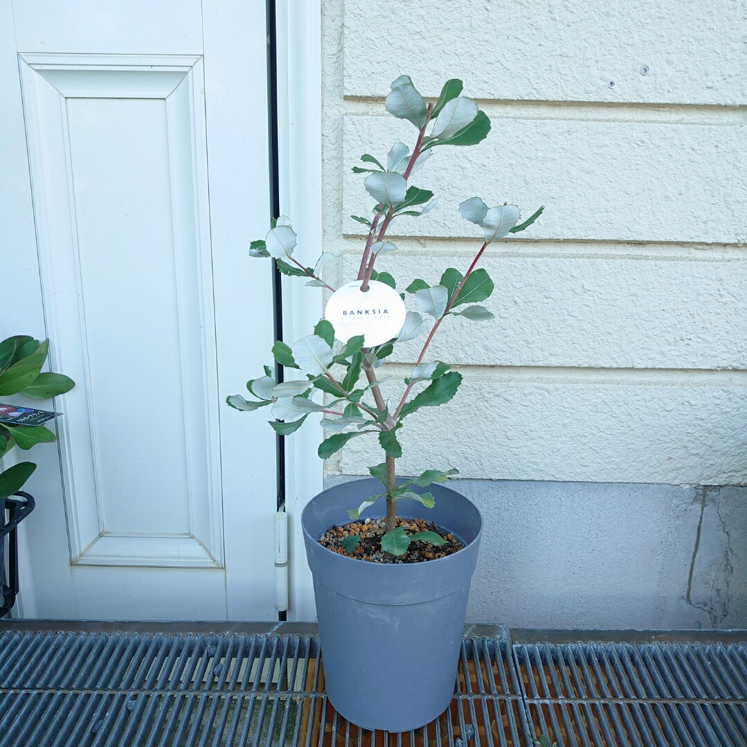 ネイティブプランツ【バンクシア　インテグリフォリア】6号　40cm　オージープランツ　苗　珍しい　植木　植物