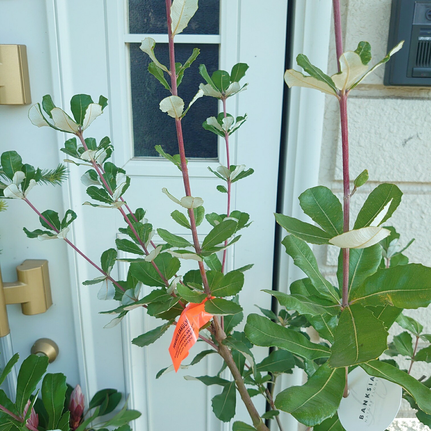 現品配送！ネイティブプランツ【バンクシア　インテグリフォリア】8号　80cm　オージープランツ　苗　珍しい　植木　植物