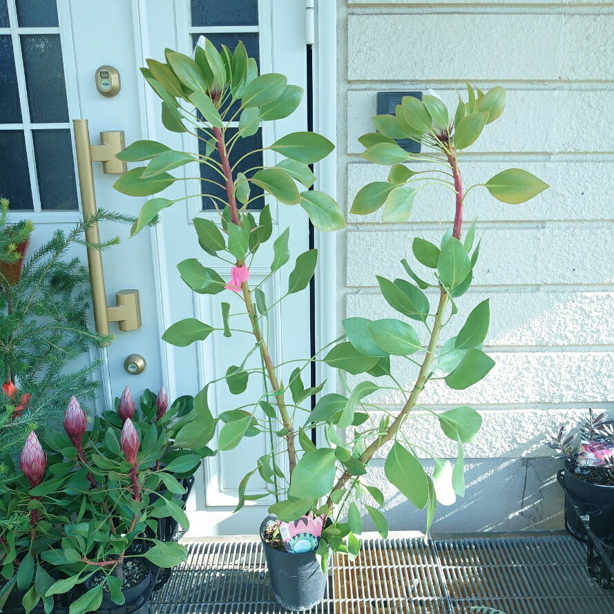 プロテア【アークティックアイス】2本立ち　オージープランツ　ネイティブプランツ　5号　苗　オージーガーデン　希少　珍しい　かわいい