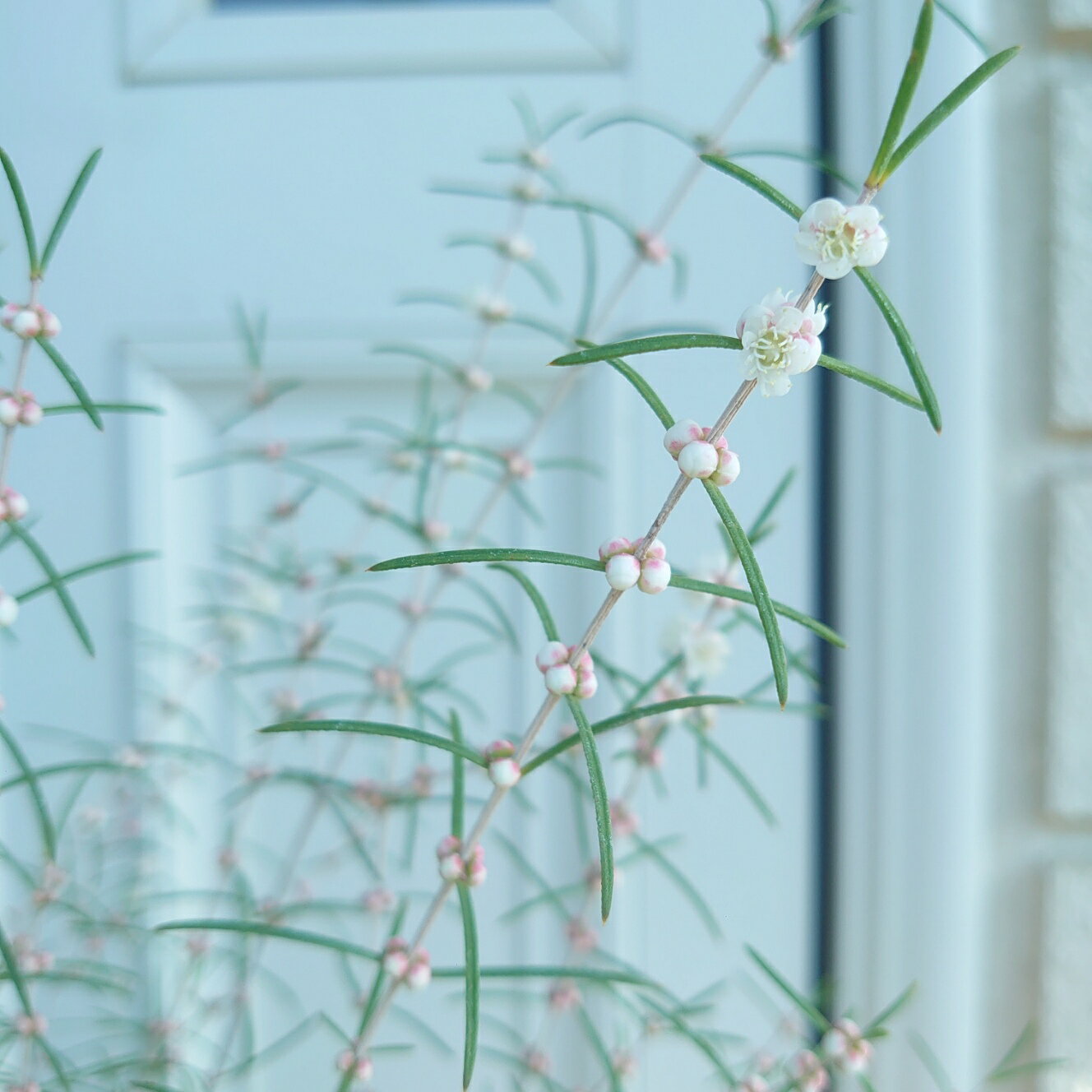 ヒポカリマ ネイティブプランツ 6号 大型 50cm 希少 オージープランツ 苗 珍しい 植木 植物 エリシフォリア