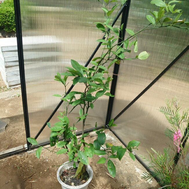 Lemon - サイパンレモン　苗木　苗　果樹　レモンの木　レモン　家庭菜園　果樹苗　通販　常緑　柑橘　れもん90cm