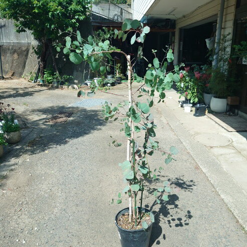楽天市場】玄関 植木 ユーカリ ポポラスの通販