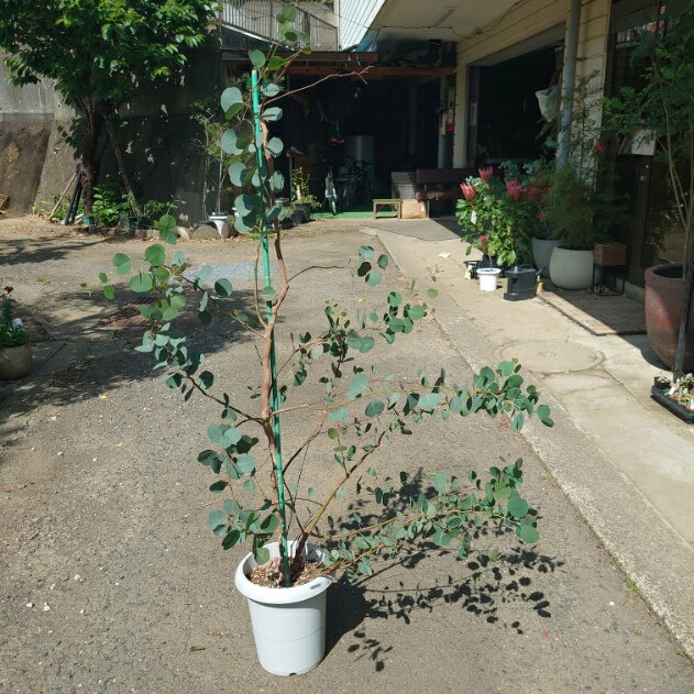 現品配送！ユーカリ　ポポラス 苗木 植木 シンボルツリー 通販 大型 国産 常緑 高木　かわいい おしゃれ　人気　切り花　ドライフラワー　庭木　植木