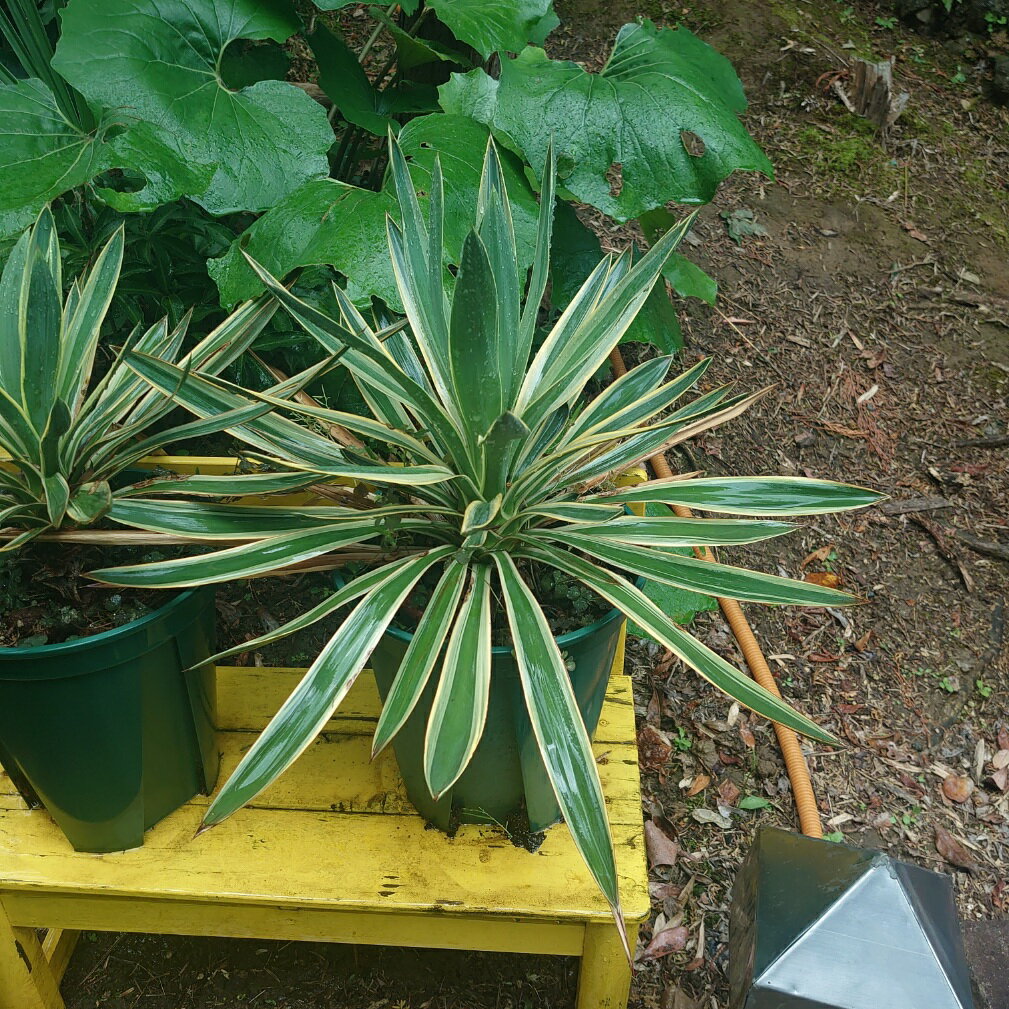 ユッカ　バリエガータ　おしゃれ　7号　人気　観葉植物 ギフト 誕生日 かわいい インテリアグリーン インドアグリーン インテリア雑貨 インテリア 多肉
