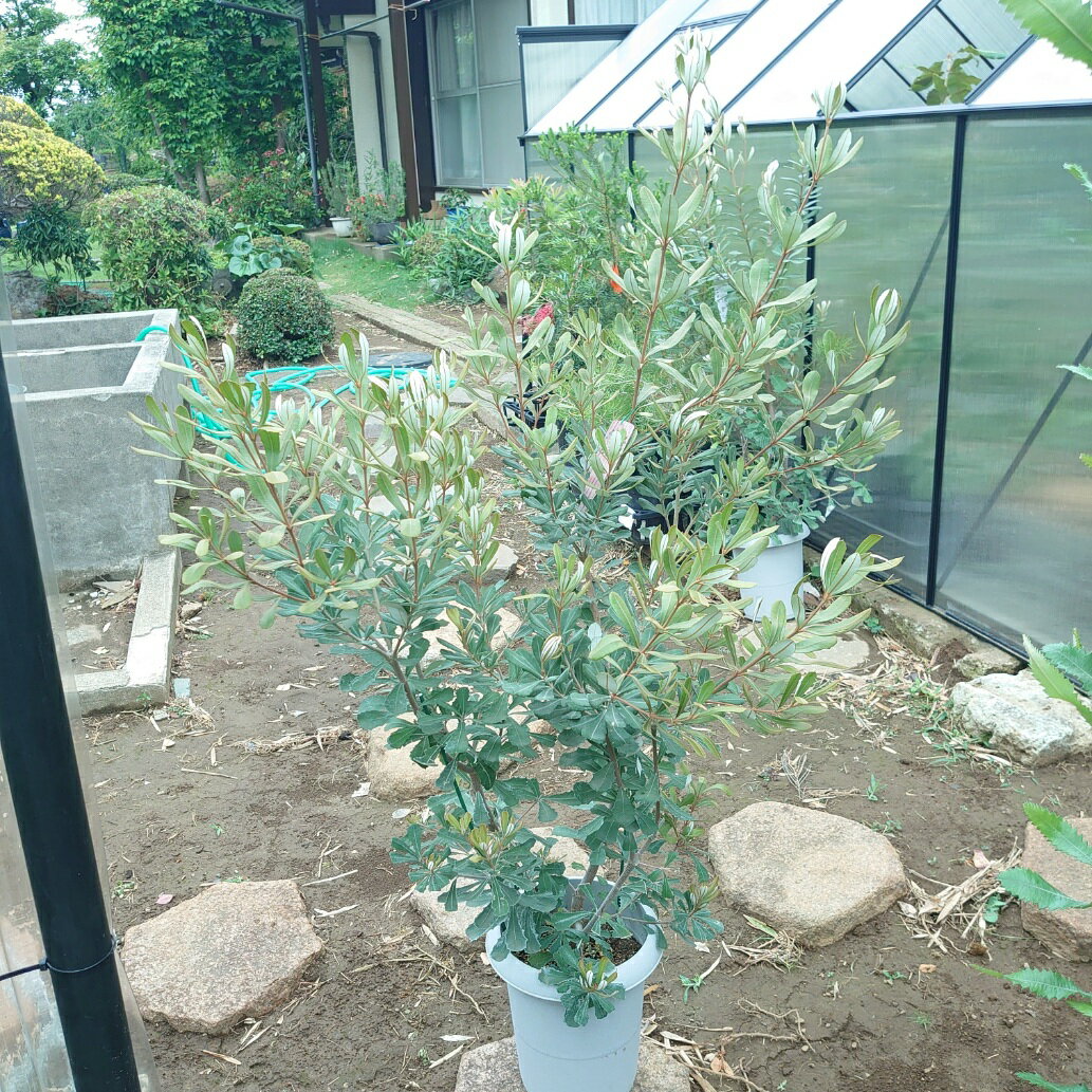 楽天市場】コーストバンクシア（花・ガーデン・DIY）の通販