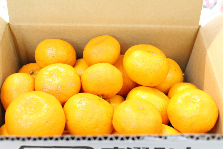 みかん　蜜柑　温州みかんミカン　訳あり　訳アリ蜜柑　わけあり　果物皮に...(4)