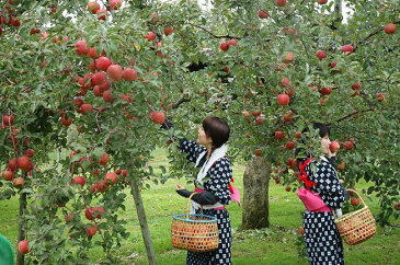 サンふじりんごさんふじ 小玉サイズ1個明日楽あす楽【楽ギフ_包装選択】【楽ギフ_のし宛書】【楽ギフ_メッセ入力】