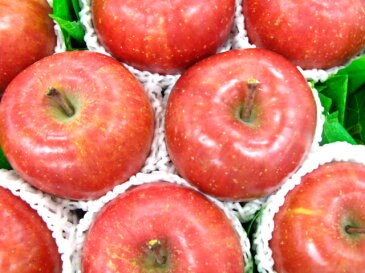 サンふじりんご12個入り送料無料(北海道、沖縄除く)明日楽あす楽【楽ギフ_包装選択】【楽ギフ_のし宛書】【楽ギフ_メッセ入力】