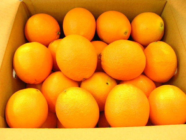 果汁たっぷりおいしいオレンジ30個入りアメリカ産1個約250グラム涼しい所に保存してください。　賞味期間は約5日です。 ギ フト対応大好評　果汁たっぷりおいしいオレンジ。　アメリカより入荷いたしました。　30個入り　のし紙対応