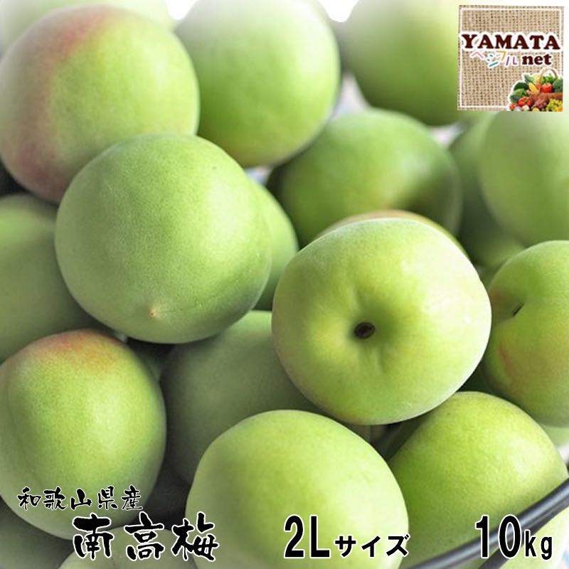 【予約受付開始】和歌山県産 南高梅 青梅 秀品 10kg 2Lサイズ 送料無料 南高 あおうめ 梅酒 梅干し 紀州南高梅 6月中に入荷あ次第ご注文順に発送 