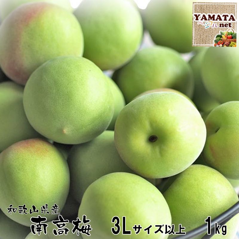 【予約受付開始】【お試し】和歌山県産 南高梅 青梅 秀品 1kg 3Lサイズ以上(3L&#12316;4Lサイズ混合) 送料無料 南高 あおうめ 梅酒 梅干し 紀州南高梅 6月中に入荷あ次第ご注文順に発送！