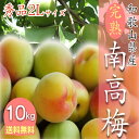 【予約受付中】和歌山県産 南高梅 完熟梅 秀品 10kg 2Lサイズ 送料無料 完熟南高 梅酒 梅干し 紀州南高梅 6月中入荷あり次第予約ご注文順に順次発送！