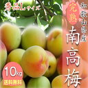 【予約受付中】和歌山県産 南高梅 完熟梅 秀品 10kg Lサイズ 送料無料 完熟南高 梅酒 梅干し 紀州南高梅 6月中入荷あり次第予約ご注文順に順次発送！