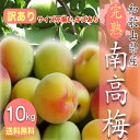 送料無料 紀州南高梅 種ぬき ほし梅 80g 5袋　種無し 干し梅 国産 干し梅 紀州 個包装 お茶請け お菓子紀州産 南高梅 やわらか コーヒータイム　お酒のお供に ギフト おつまみ 紀州産 熱中症対策 熱中症 梅干し 梅