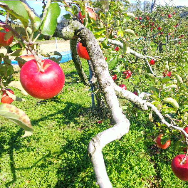 【送料無料】【お祝い、お中元、お歳暮、内祝いなどご贈答にどうぞ！】岩手県産 完熟ジョナゴールドりんごだけを搾ったストレート100％りんごジュース1000ml×2本セット