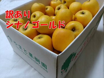 【送料無料】岩手県産 産地直送！ご自宅用 訳ありシナノゴールド5kg(20〜24玉)