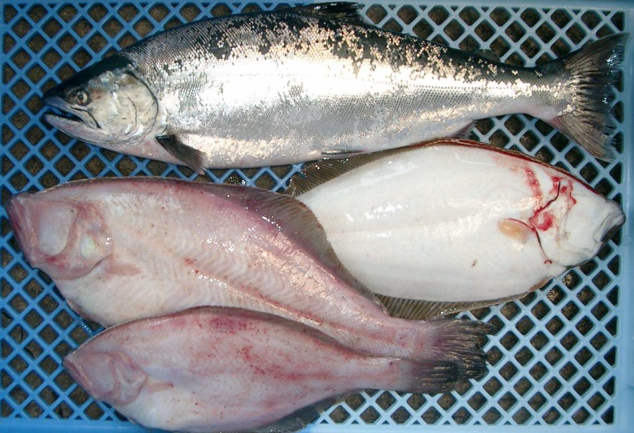 送料無料!石巻鮮魚直送便良いものを少しだけセット