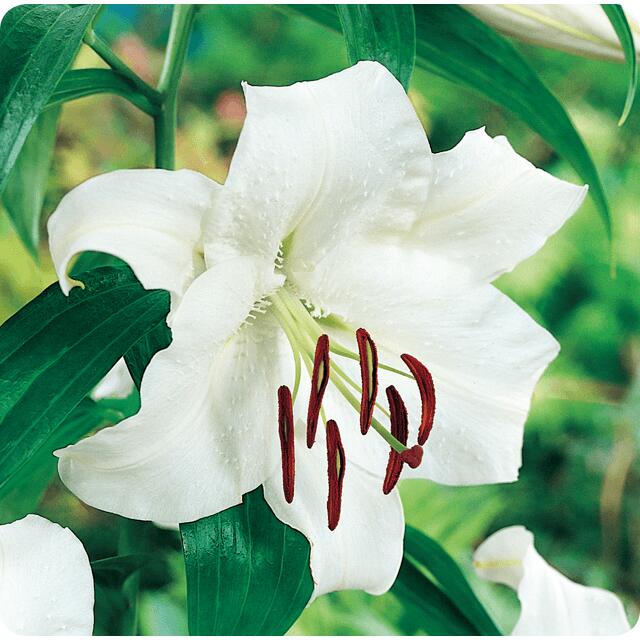 オリエンタルユリ・カサブランカ