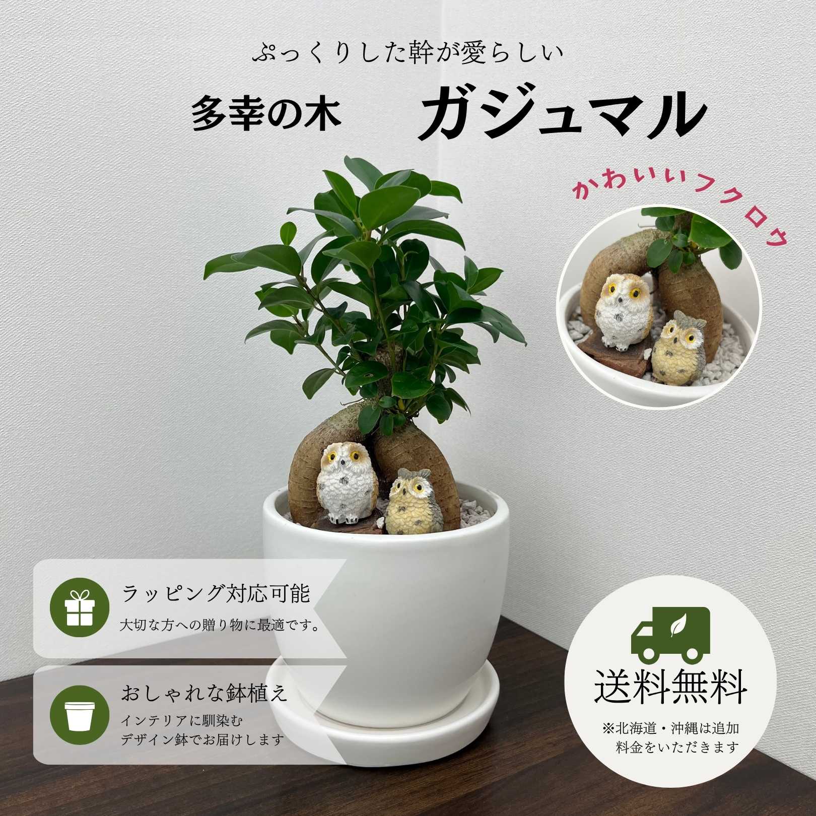 楽天市場】ガジュマル 気根の通販