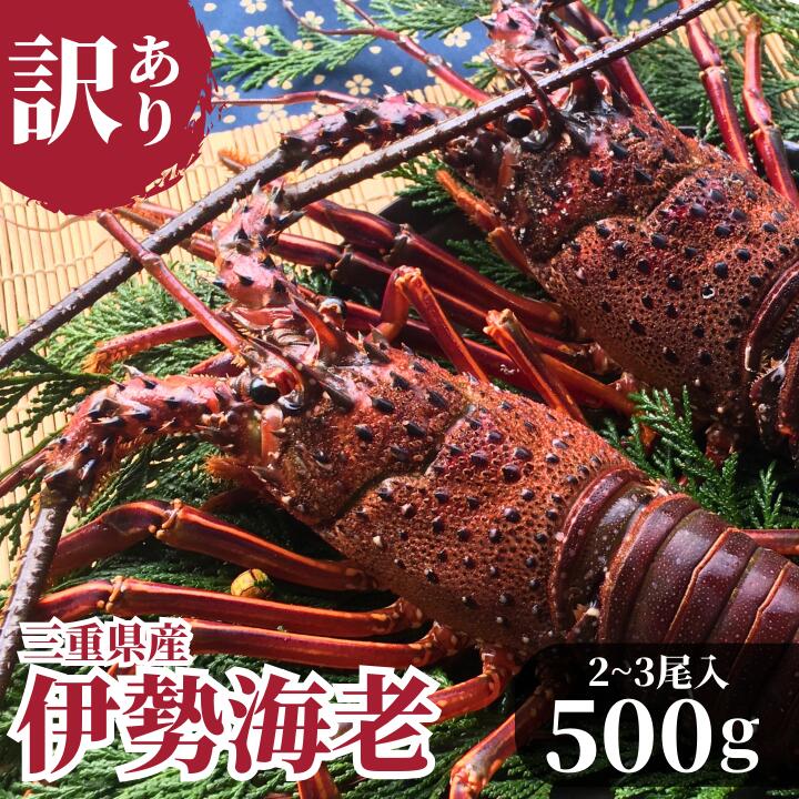 訳あり 伊勢海老 ( 活〆 冷凍 ) 500g 2~3尾入 三重県産 冷凍便 生食 伊勢えび 伊勢エビ イセエビ いせ..