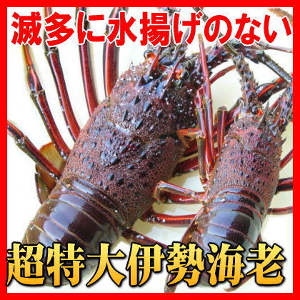 伊勢海老1尾400g〜490gサイズ（活〆冷凍）