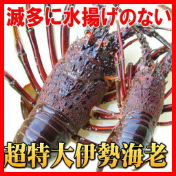 幻の特大伊勢海老超特大1.4kgサイズ(活〆冷凍)