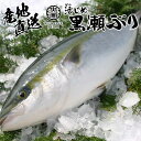 ★【クーポンで衝撃の25%OFF！8,800→6,600円！】 活〆黒瀬ぶり 半尾 刺身 ブリ 海鮮 魚 丼 鮮魚 海鮮丼 ぶり 鰤 養殖 刺身用 ギフト 刺し身 直送 お取り寄せ 真空パック 切り身 生食 養殖ブリ 生食用 黒瀬ブリ 活締め 活け鮮魚 ぶり丼 活〆 ブリしゃぶ 産地直送 三枚おろし