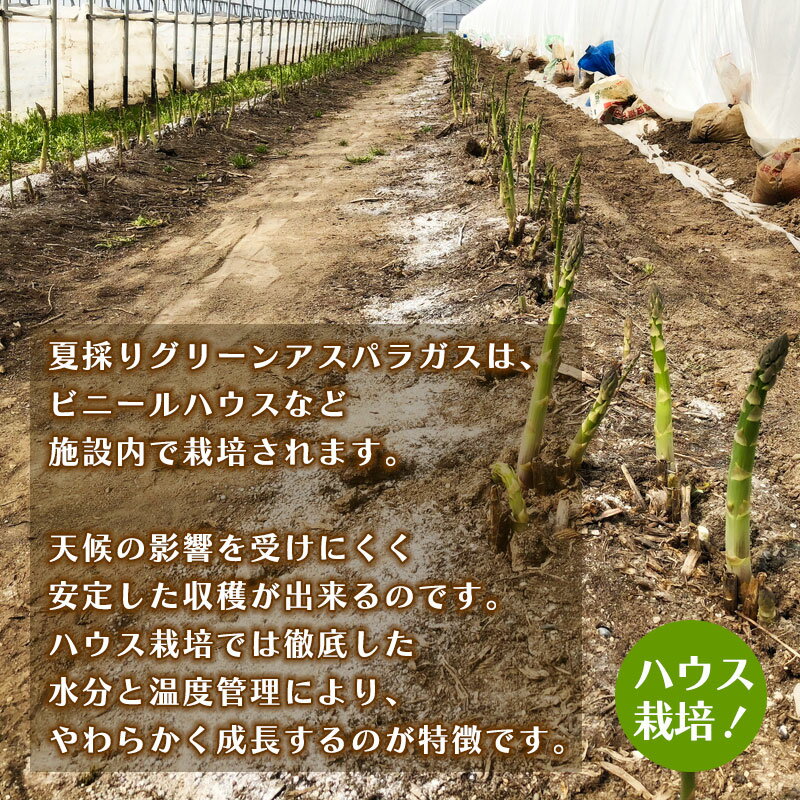 【予約】 北海道産 アスパラ ~ハウス栽培~ 夏採り グリーンアスパラガス 1kg/1.5kg/2kg 2Lサイズ 北海道 アスパラ 高級 高級ギフト 夏 旬 【7月中旬より発送予定】